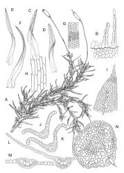 Bryoerythrophyllum. A–N: B. recurvirostrum. A, habit with capsules, moist. B, peristome detail with portion of annulus. C–D, stem leaves. E–F, perichaetial leaves. G, mid laminal cells with papillae mostly omitted, margin on left. H, lower laminal cells. I, leaf apex with papillae mostly omitted. J–M, leaf and costa cross-sections. N, stem cross-section. Drawn from J.E. Beever 26-40, CHR 612374.
 Image: R.D. Seppelt © R.D.Seppelt All rights reserved
